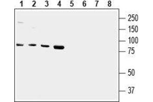 Western blot analysis of human HMC3 microglial (lanes 1 and 5), Jurkat T-cell leukemia (lanes 2 and 6), HepG2 liver hepatoma (lanes 3 and 7) and chronic myelogenous K562 leukemia (lanes 4 and 8) cell lysates: - 1-4. (TRPV2 anticorps  (1st Extracellular Loop))