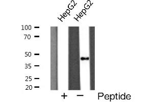 Western blot analysis of Cathepsin D expression in HepG2 cells (Cathepsin D anticorps  (C-Term))
