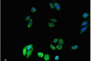 Immunofluorescent analysis of HepG2 cells using ABIN7150590 at dilution of 1:100 and Alexa Fluor 488-congugated AffiniPure Goat Anti-Rabbit IgG(H+L) (DPM1 anticorps  (AA 2-260))