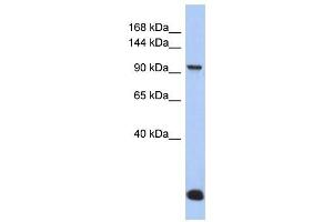 MVP antibody used at 1 ug/ml to detect target protein. (MVP anticorps  (N-Term))