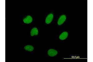 Immunofluorescence of purified MaxPab antibody to ILF2 on HeLa cell. (ILF2 anticorps  (AA 1-390))