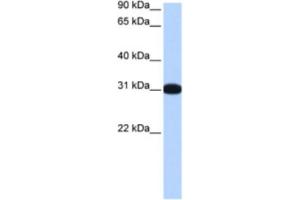 Western Blotting (WB) image for anti-Muscleblind-Like 2 (MBNL2) antibody (ABIN2463438) (MBNL2 anticorps)