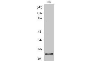 Western Blotting (WB) image for anti-Protease, serine, 1 (Trypsin 1) (PRSS1) (Internal Region) antibody (ABIN3187353) (PRSS1 anticorps  (Internal Region))