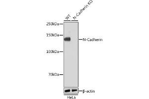Western blot analysis of extracts from wild type (WT) and N-Cadherin knockout (KO) HeLa cells, using N-Cadherin antibody (ABIN7265999) at 1:1000 dilution.