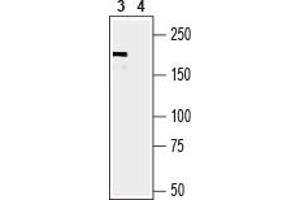 Western blot analysis of mouse lung lysate:3. (Periaxin (PRX) Peptide)