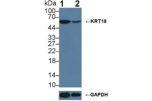 Western blot analysis of (1) Wild-type HeLa cell lysate, and (2) KRT18 knockout HeLa cell lysate, using Rabbit Anti-Mouse KRT18 Antibody (1 µg/ml) and HRP-conjugated Goat Anti-Mouse antibody (abx400001, 0. (Cytokeratin 18 anticorps  (AA 1-423))