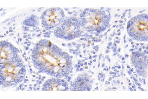 Detection of PIGR in Bovine Colon Tissue using Polyclonal Antibody to Polymeric Immunoglobulin Receptor (PIGR)