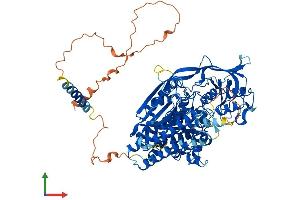 AlphaFold protein structure predicition of Mouse Recombinant Tfr2 Protein, UniprotID Q9JKX3