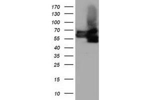 Western Blotting (WB) image for anti-Butyrophilin, Subfamily 1, Member A1 (BTN1A1) antibody (ABIN1496986) (BTN1A1 anticorps)