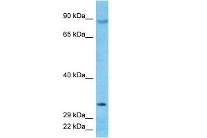 Host:  Rabbit  Target Name:  DJC16  Sample Type:  PANC1 Whole Cell lysates  Antibody Dilution:  1. (DNAJC16 anticorps  (N-Term))