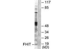 Western Blotting (WB) image for anti-Fragile Histidine Triad (FHIT) (AA 81-130) antibody (ABIN2889196)