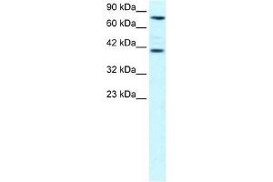 ZNF652 antibody used at 0. (ZNF652 anticorps  (N-Term))