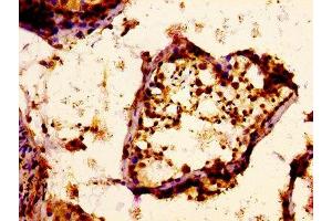 IHC image of ABIN7164824 diluted at 1:400 and staining in paraffin-embedded human testis tissue performed on a Leica BondTM system. (PCSK6 anticorps  (AA 596-710))