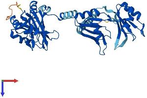 AlphaFold protein structure predicition of Human Recombinant PABPC5 Protein, UniprotID Q96DU9