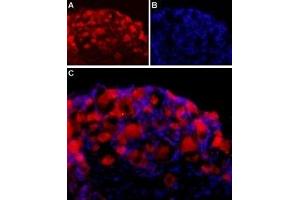 Expression of NLGN2 in rat DRGImmunohistochemical staining of adult rat dorsal root ganglion (DRG) using Anti-Neuroligin 2 (extracellular) Antibody (ABIN7043362, ABIN7044682 and ABIN7044683) followed by goat anti-rabbit-AlexaFluor-594 secondary antibody. (Neuroligin 2 (NLGN2) Peptide)
