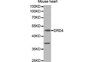 Western blot analysis of extracts of mouse heart cell line, using DRD4 antibody.