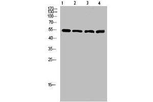 Western Blot analysis of 1,mouse-lung 2,mouse-brain 3,mouse-spleen 4,mouse-kidney cells using primary antibody diluted at 1:500(4 °C overnight).