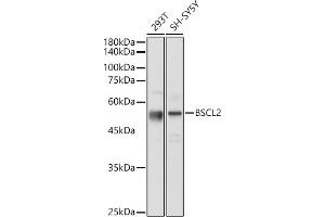 Western blot analysis of extracts of various cell lines, using BSCL2 antibody (ABIN7265874) at 1:1000 dilution. (BSCL2 anticorps  (AA 50-150))
