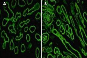 Immunofluorescence staining on human embryonic lung alveolae epithelium (A) and kidney (B) with LAMA5 monoclonal antibody, clone 4B12 . (Laminin alpha 5 anticorps)