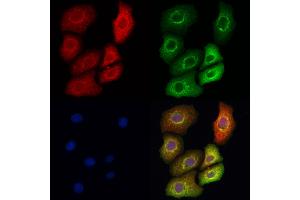 ABIN7093890 and ABIN7097933 staining Hela cells by IF/ICC.