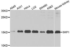 Western blot analysis of extracts of various cell lines, using SKP1 antibody (ABIN1874792) at 1:1000 dilution. (SKP1 anticorps)