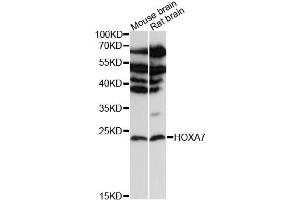 Western blot analysis of extracts of various cell lines, using HOXA7 antibody (ABIN6290494) at 1:3000 dilution. (HOXA7 anticorps)