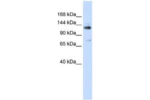 WB Suggested Anti-GTF2I Antibody Titration: 0. (GTF2I anticorps  (Middle Region))