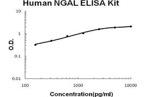 Human Lipocalin-2/NGAL PicoKine ELISA Kit standard curve (Lipocalin 2 Kit ELISA)