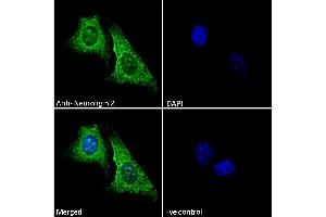 (ABIN190848) Immunofluorescence analysis of paraformaldehyde fixed U2OS cells, permeabilized with 0.