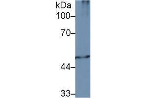 Detection of PSMC2 in Mouse Spleen lysate using Polyclonal Antibody to Proteasome 26S Subunit, ATPase 2 (PSMC2)