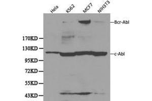 Western Blotting (WB) image for anti-C-Abl Oncogene 1, Non-Receptor tyrosine Kinase (ABL1) antibody (ABIN1870742) (ABL1 anticorps)