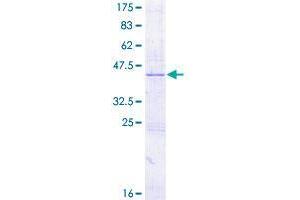 Image no. 1 for Cytokine-Like 1 (CYTL1) (AA 1-136) protein (GST tag) (ABIN1351048)