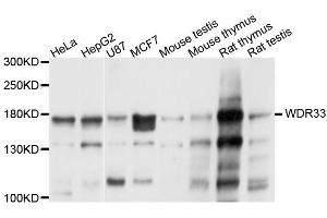 Western blot analysis of extracts of various cell lines, using WDR33 antibody (ABIN5996392) at 1/1000 dilution. (WDR33 anticorps)