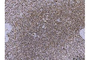 IHC analysis of PC4/SUB1 using anti-PC4/SUB1 antibody (ABIN7602185). (SUB1 anticorps  (AA 62-127))