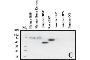 Immuno Blot analysis of ABIN109798 specificity. (BSP anticorps)