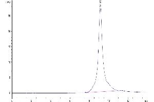 The purity of Mouse Kallikrein 5 is greater than 95 % as determined by SEC-HPLC.