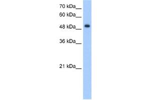 WB Suggested Anti-DNER Antibody Titration:  5.