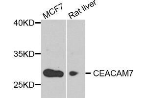 Western blot analysis of extract of various cells, using CEACAM7 antibody. (CEACAM7 anticorps)