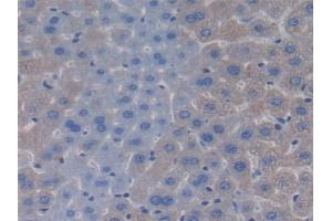 Detection of APOC4 in Mouse Liver Tissue using Polyclonal Antibody to Apolipoprotein C4 (APOC4)