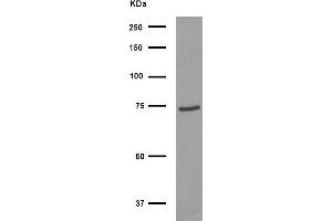 Western blot analysis of FOXJ3 Antibody expression in HepG2 cells lysates. (FOXJ3 anticorps  (C-Term))