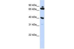 Image no. 1 for anti-Chromosome 7 Open Reading Frame 31 (C7orf31) (N-Term) antibody (ABIN6743659) (C7orf31 anticorps  (N-Term))