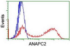 HEK293T cells transfected with either RC207539 overexpress plasmid (Red) or empty vector control plasmid (Blue) were immunostained by anti-ANAPC2 antibody (ABIN2454936), and then analyzed by flow cytometry. (ANAPC2 anticorps)