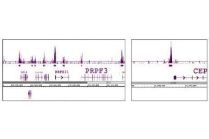 Histone H3 phospho Thr11 pAb tested by ChIP-Seq.
