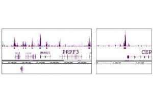 Histone H3 phospho Thr11 pAb tested by ChIP-Seq. (Histone 3 anticorps  (pThr11))