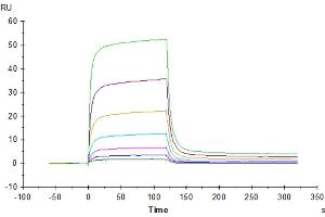 Human PD-1, hFc Tag captured on CM5 Chip via Protein A can bind Biotinylated Human PD-L2, His-Avi Tag with an affinity constant of 0.