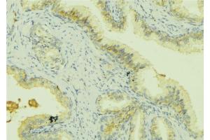 ABIN6273068 at 1/100 staining Mouse colon tissue by IHC-P. (PRSS8 anticorps  (Internal Region))