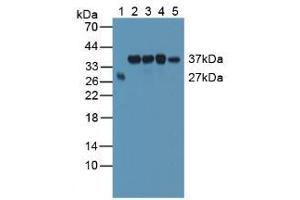 Figure. (SMN2 anticorps  (AA 16-251))