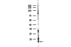 anti-Ribosomal Protein L37 (RPL37) (Internal Region) antibody