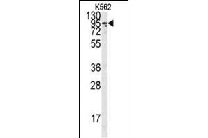 Western blot analysis of anti-ACE2 C-term Pab f in K562 cell line lysates (35 μg/lane). (ACE2 anticorps  (C-Term))
