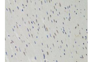 Immunohistochemistry of paraffin-embedded rat heart using LMNB1 antibody.